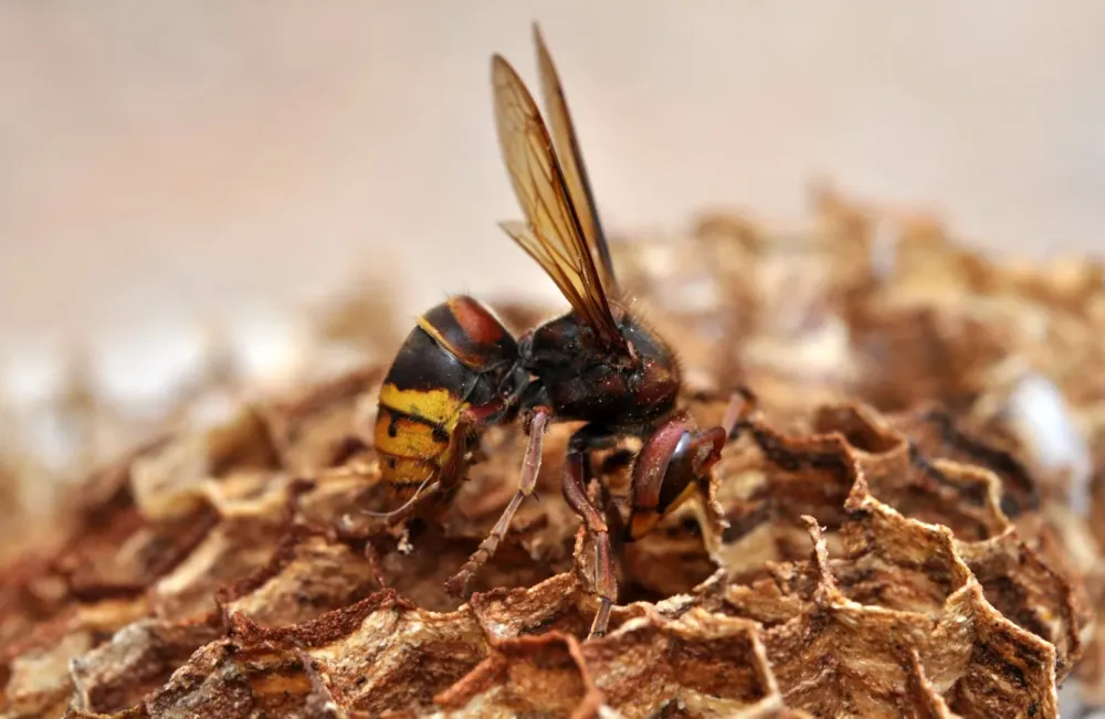 Nid de guêpe à Sécheras