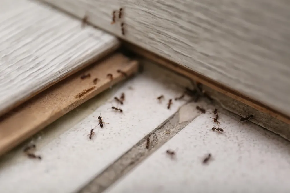 Fourmis