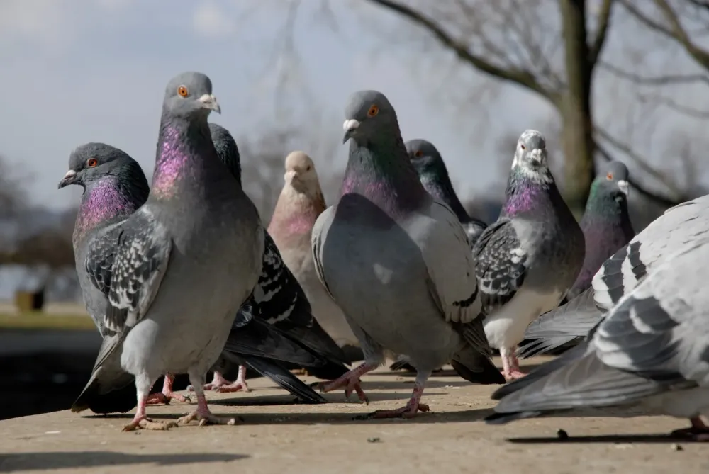 Dépigeonnisation à Sécheras